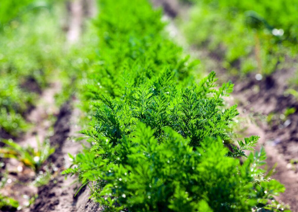 #4 (lowest): Root vegetables